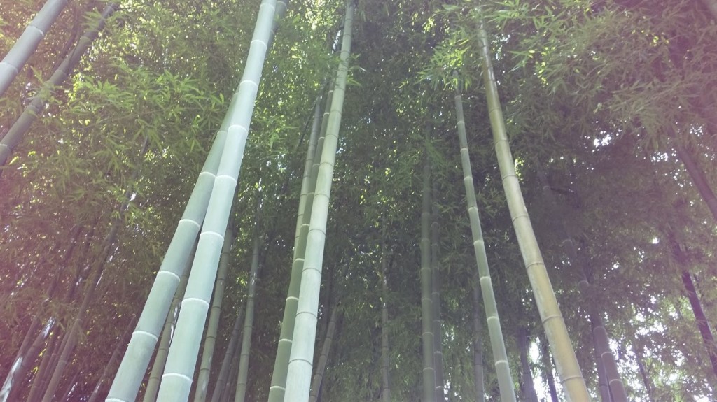 殿ヶ谷戸庭園竹の小径