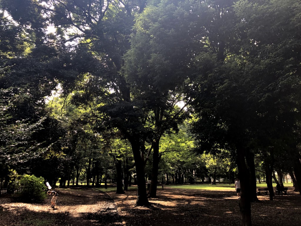 和田堀公園けやき広場