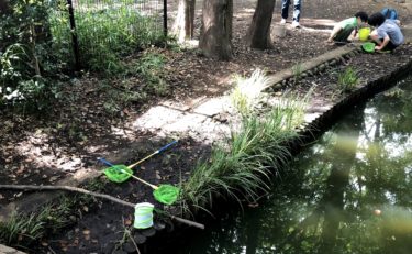 【杉並】和田堀公園は釣りや虫捕りができる貴重な場所