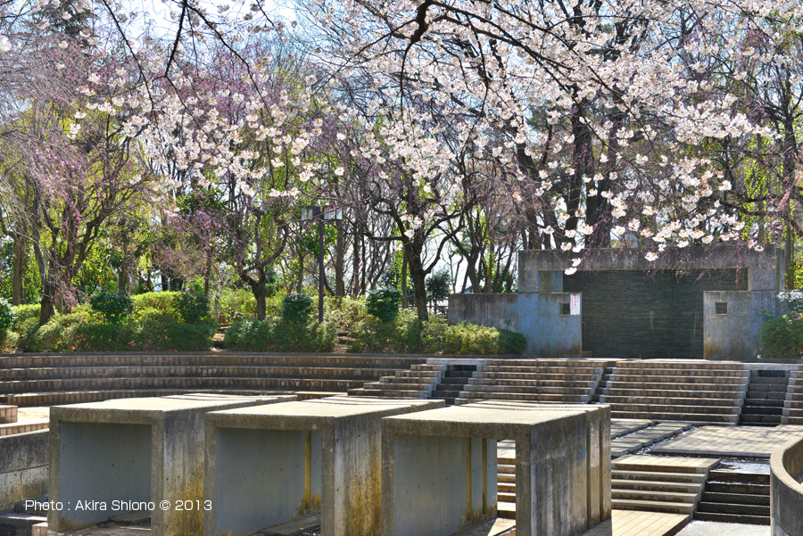 けやき公園のさくら