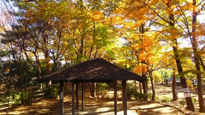 けやき公園紅葉