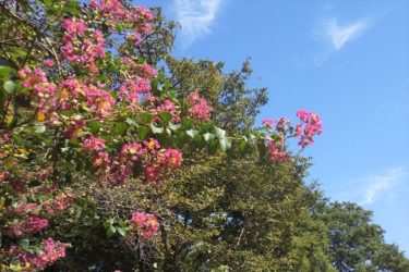 【小金井】都内で自然を感じる。大人の小金井公園散歩