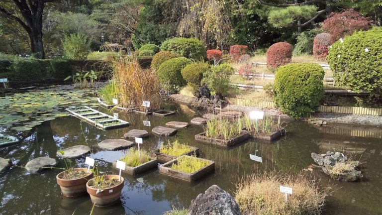 小平 東京都薬用植物園で危険な植物を合法的に観察 街のイイところ