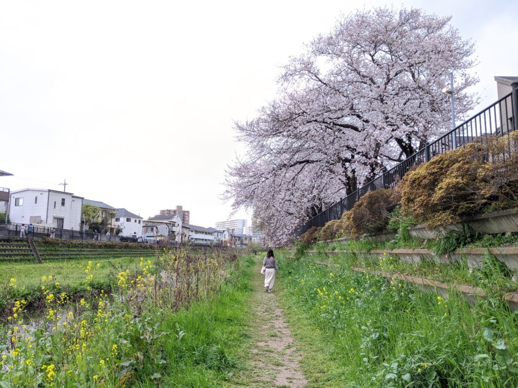 野川の桜