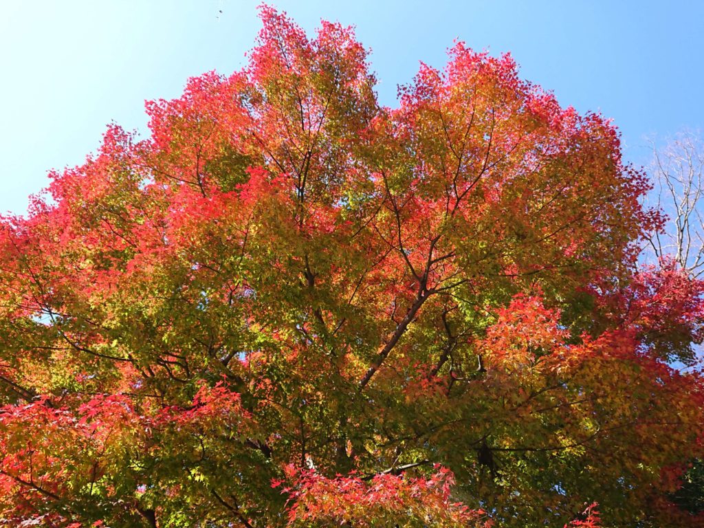 高尾山紅葉