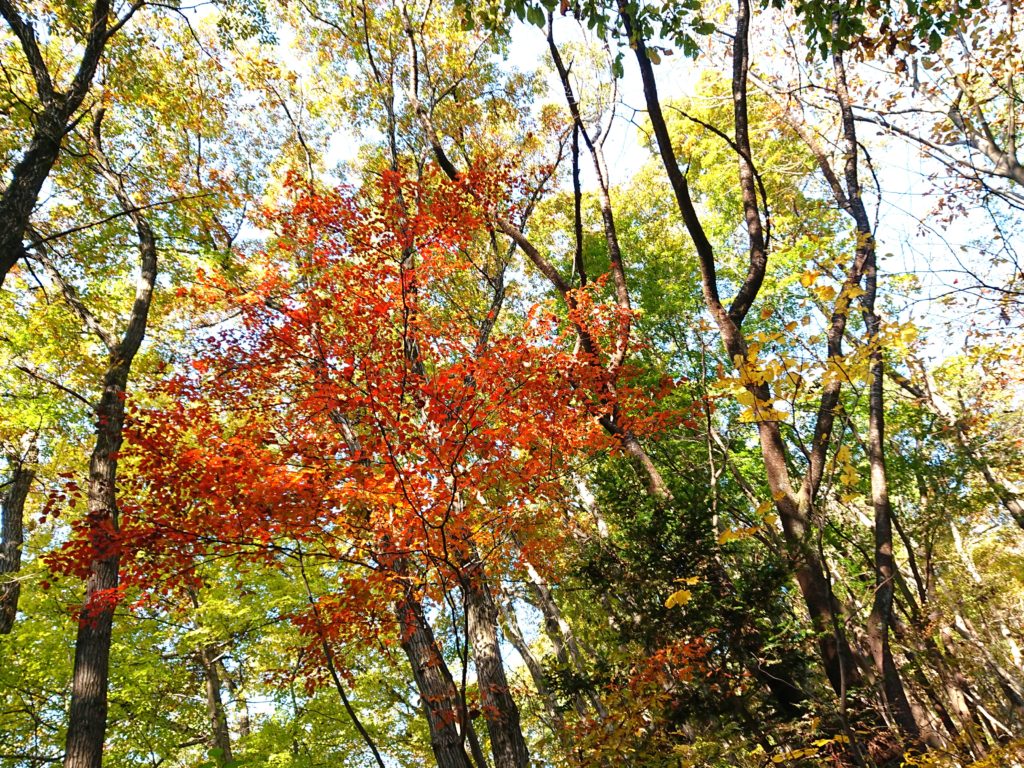 景信山登山道