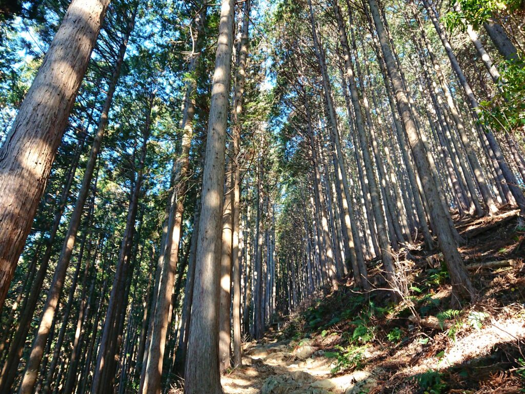 木々と木漏れ日