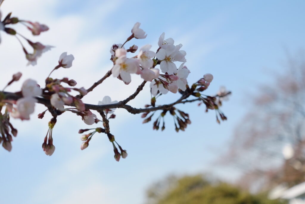 SAKURA