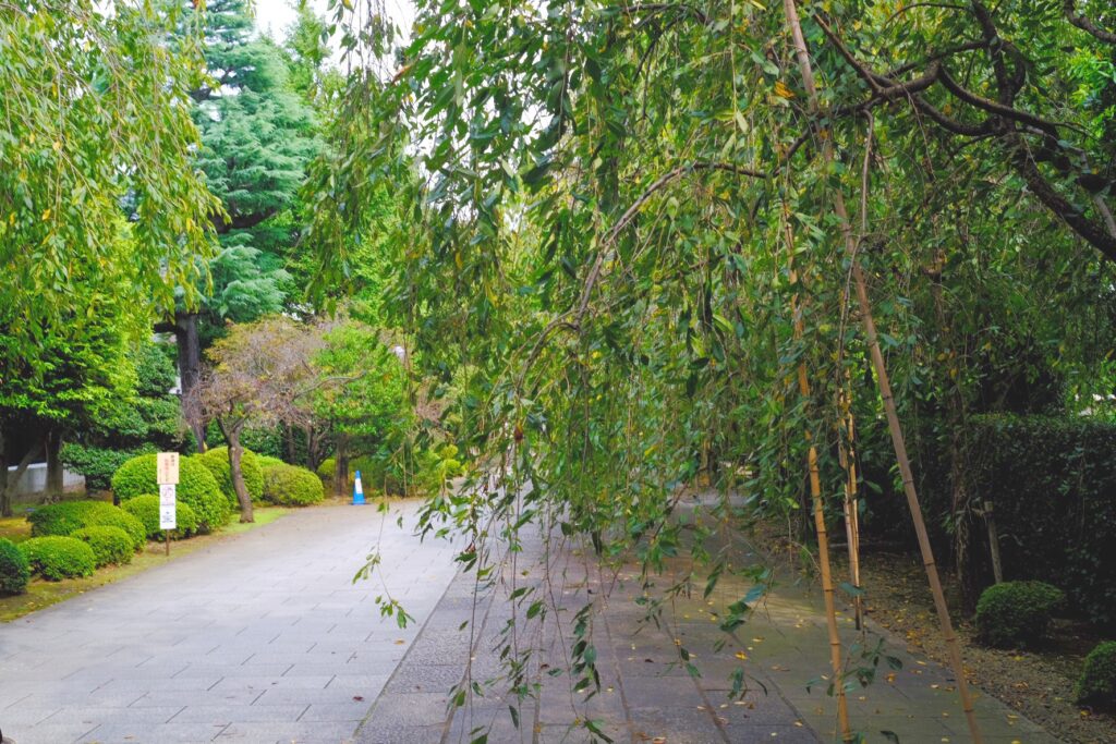 枝垂桜